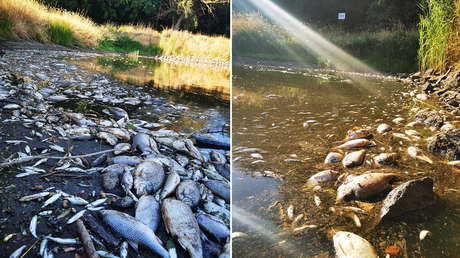 Registran una muerte masiva de peces en un río de la frontera entre Alemania y Polonia