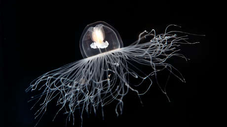 Científicos secuencian el genoma de una medusa inmortal: ¿esconderá el secreto de la eterna juventud?