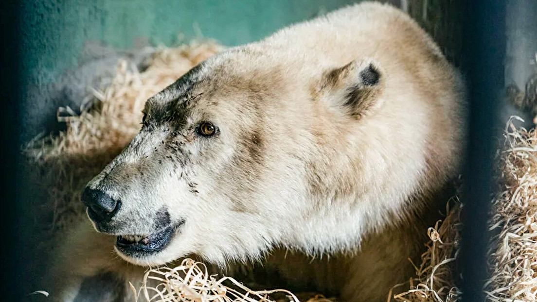 Un oso polar no volverá a caminar luego de recibir múltiples heridas de bala en un pueblo del Ártico ruso (VIDEOS)