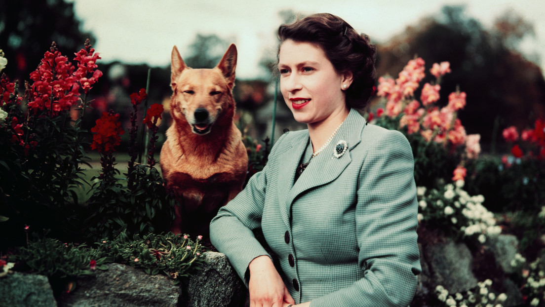 The 'fever' is unleashed by corgi dogs in the United Kingdom after the death of Elizabeth II