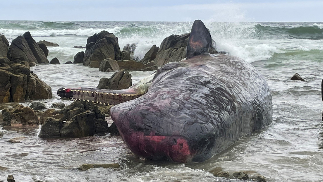 Hallan 14 cachalotes muertos frente a las costas de una isla en Australia