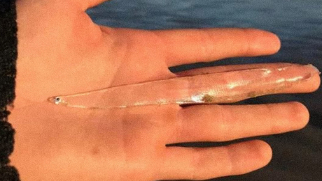 Una mujer encuentra en una playa un raro pez casi completamente transparente