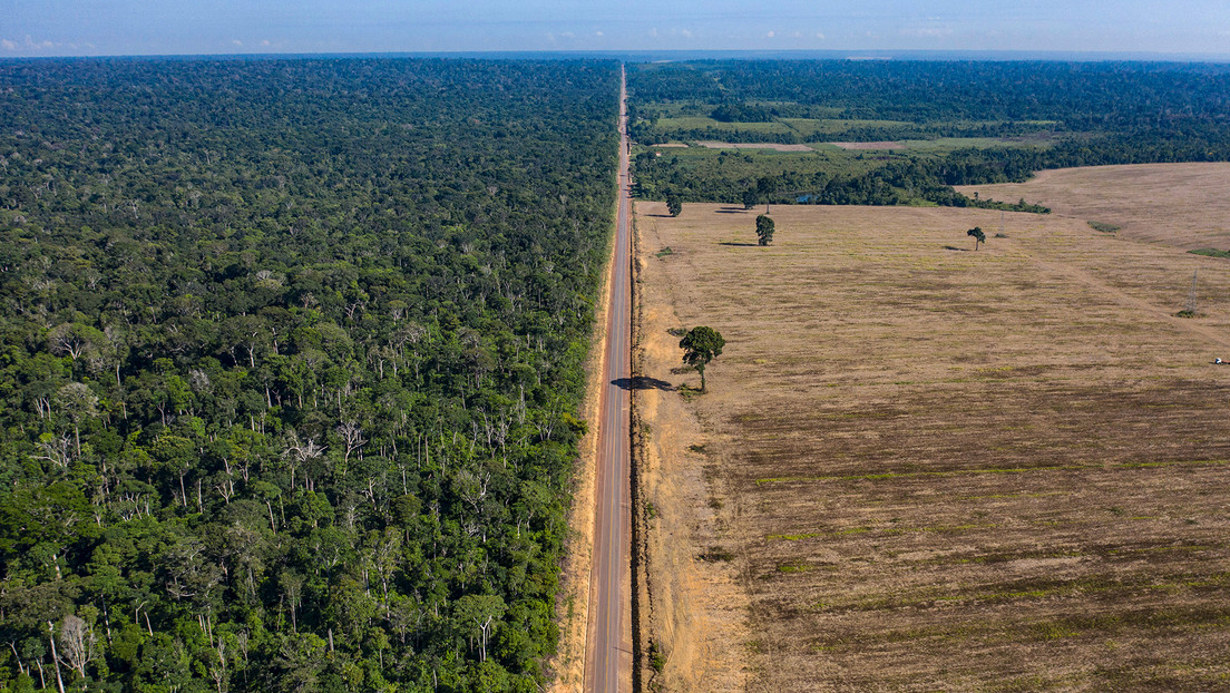 Así es cómo los principales bancos centrales del mundo financian la deforestación de bosques en Brasil