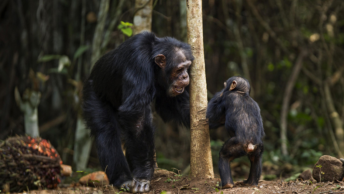 Muere la chimpancé más vieja de un grupo en peligro de extinción, famoso por usar herramientas