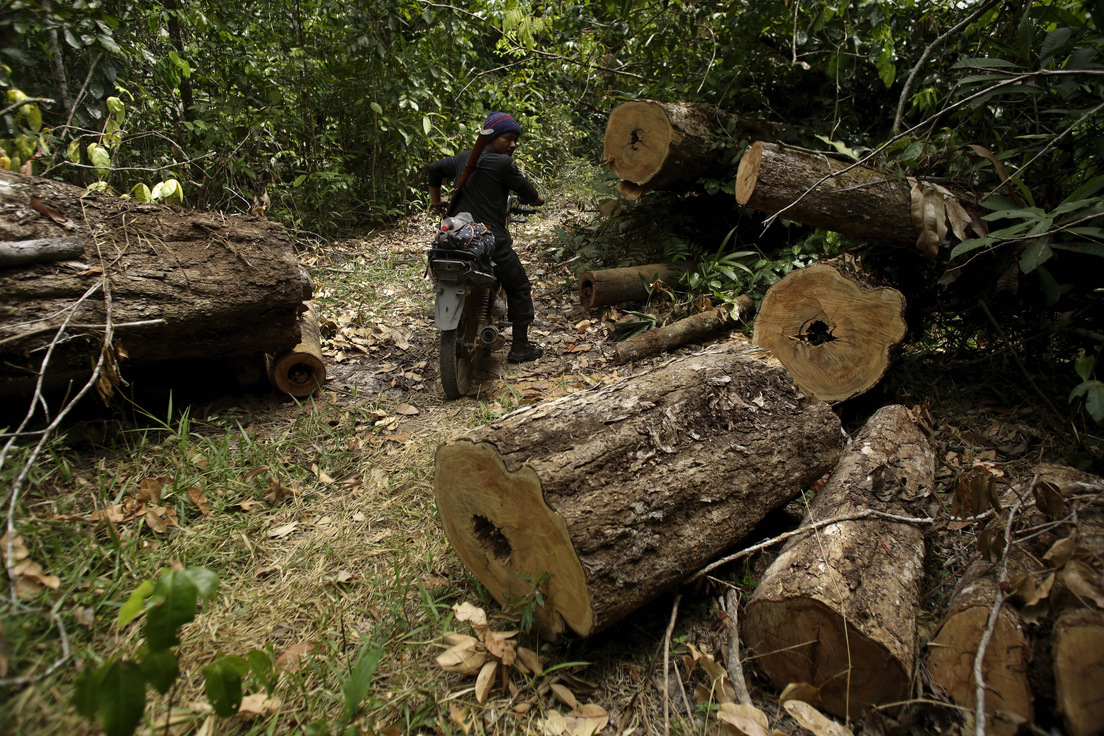 Un indígena recorre un área de árboles talados por madereros ilegales en la reserva Alto Río Guama de Brasil.