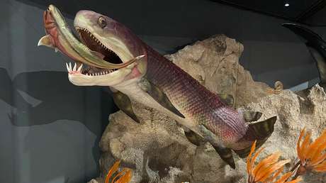 Descubren el corazón más antiguo del mundo en el fósil de un pez de hace 380 millones de años