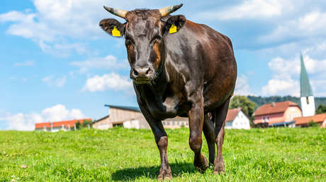 Robert Kiyosaki aconseja invertir en vacas para enfrentar el "gran colapso" económico que se avecina