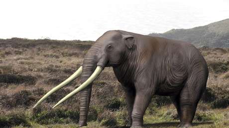Descubren restos de un elefante de 12.000 años de antigüedad en Chile