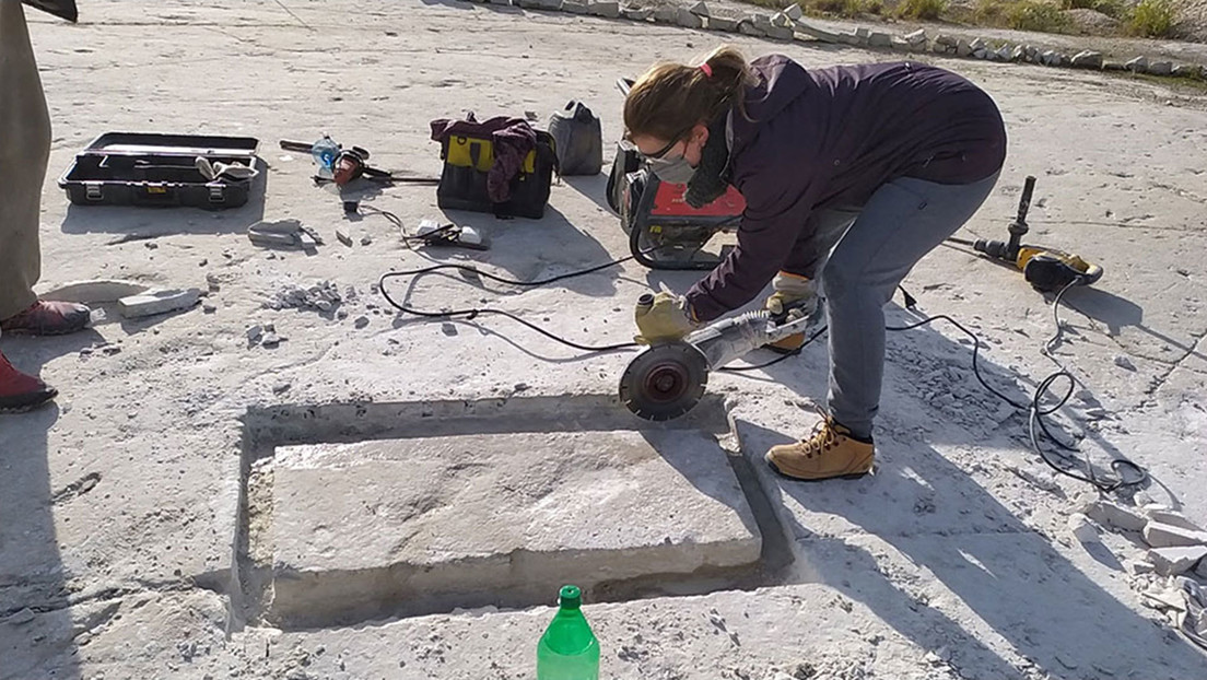 "Un hallazgo único en Argentina y en el mundo": Descubren trazas fósiles de un cardumen de hace 430 millones de años