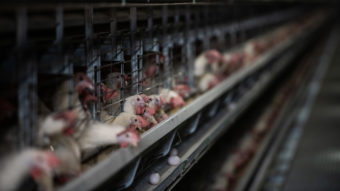 Europa vive la mayor epidemia de gripe aviar de la historia