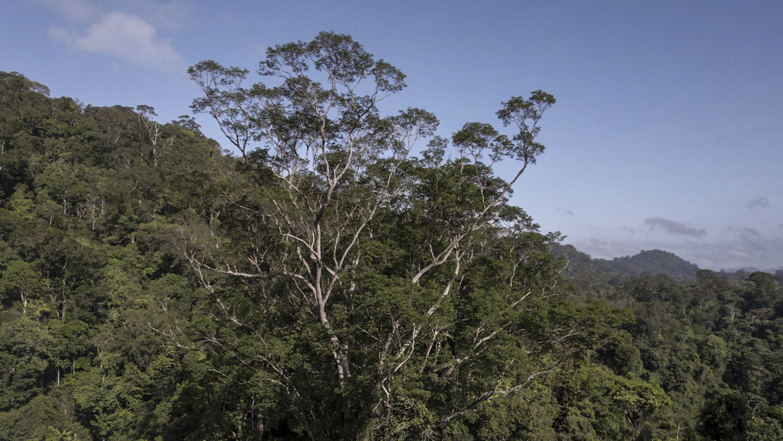 Logran llegar al árbol más alto de la Amazonía, de 88,5 metros de altura, tras varios intentos fallidos (VIDEO)