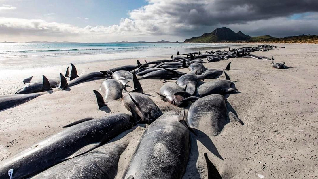 Casi 500 ballenas piloto quedan varadas en un remoto archipiélago de Nueva Zelanda