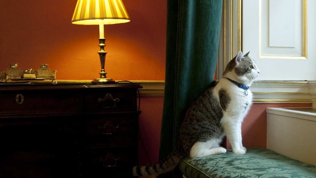 El gato Larry de Downing Street: "Liz Truss acaba de pedirme que sea canciller, le dije que arregle su propio lío"