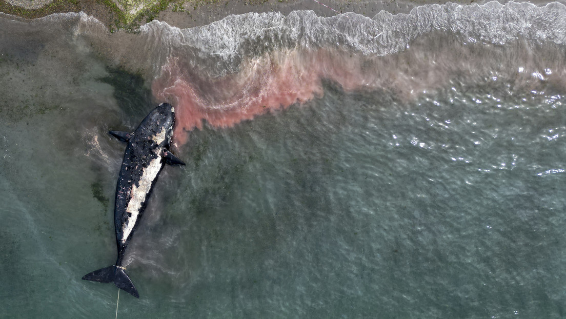 "Evento inusual": Aumenta a 30 el número de ballenas muertas en el sur de Argentina