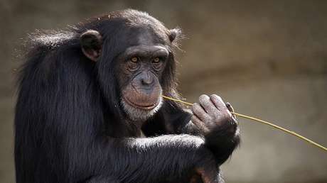 Advierten que un virus similar al ébola podría transmitirse de monos a humanos
