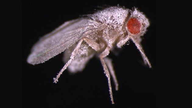 Una mosca nacida en ingravidez demuestra que el cosmos altera el códico genético