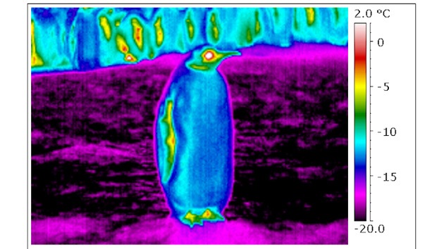 La superficie del cuerpo de los pingüinos emperadores, más fría que el aire antártico