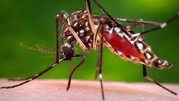 Brasil se arma con mosquitos genéticamente modificados contra el dengue