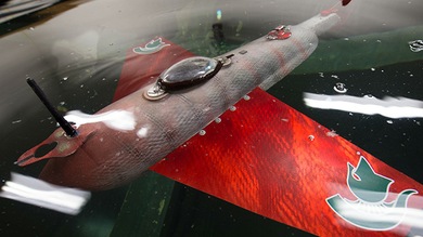 Fotos, Video: Crean un robot-espía que se desliza como pez en el agua