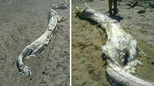 Foto: Hallan el cadáver de un extraño animal marino en una playa de España