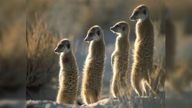 Una suricata encuentra el amor a través de Internet