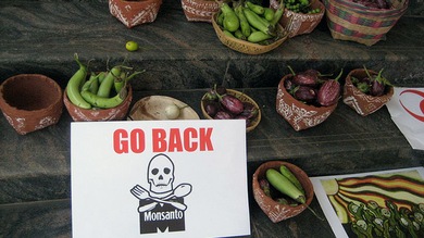 Obama aprueba la ley que libera de responsabilidades legales a Monsanto