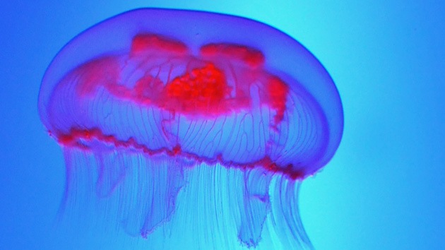 "Si no puedes luchar, cómetelas": Las medusas entran también en el menú de la FAO