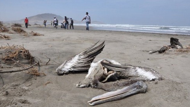 Calentamiento global: ¿motivo de muertes masivas de pelícanos y delfines en Perú?
