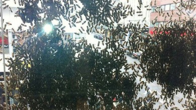FOTOS: Enjambre gigante asedia Estocolmo