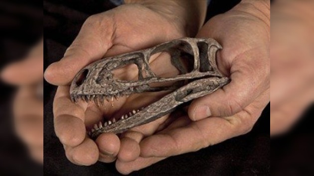 Reconstruyen el esqueleto del 'bisabuelo' de los dinosaurios carnívoros
