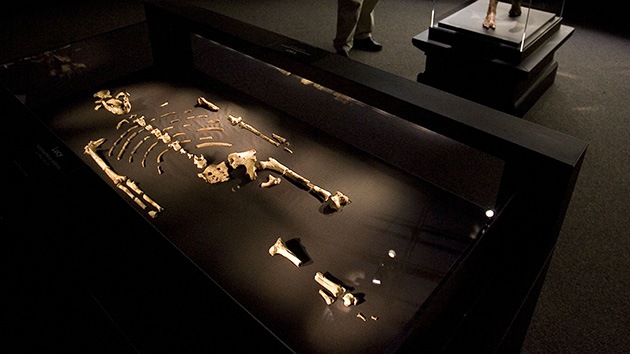 Australopithecus sediba, el 'humano' que se subía a los árboles: ¿El eslabón perdido?