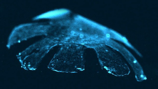 Un robot-medusa 'con corazón': crean un tejido que palpita como el músculo cardíaco