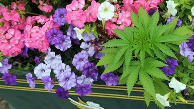 'Adornan' con cannabis las calles de una ciudad de Gales