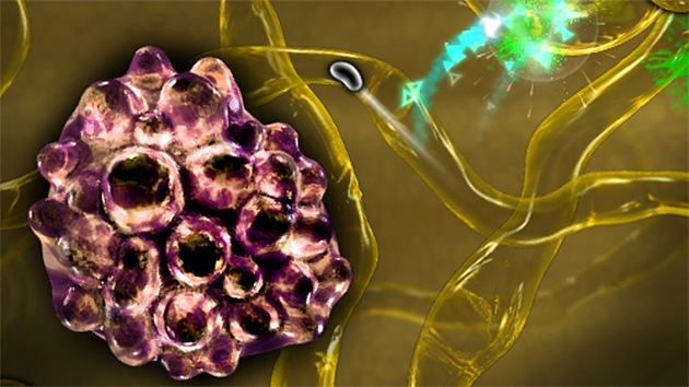 Crean nuevas células madre 'asesinas' contra el cáncer