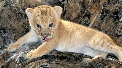Fotos: Lelegresa, el felino único que sorprende y maravilla Siberia