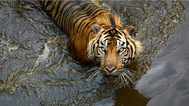 El virus del moquillo canino mata a tigres, pandas y leones en la India