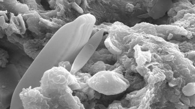 Hallan algas fosilizadas en un meteorito: ¿Es la vida fruto de una siembra extraterrestre?