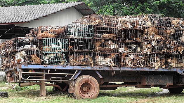 Traficantes asiáticos mejoran el sabor de la carne de perro con una tortura insoportable