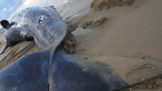 Video: mueren 17 ballenas varadas en Florida