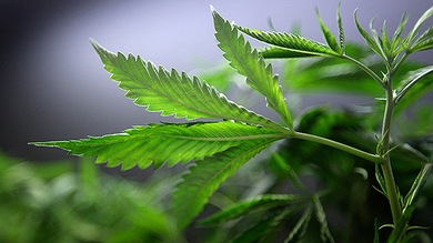 La marihuana, ¿un remedio 'natural' para salvar la economía de EE.UU?