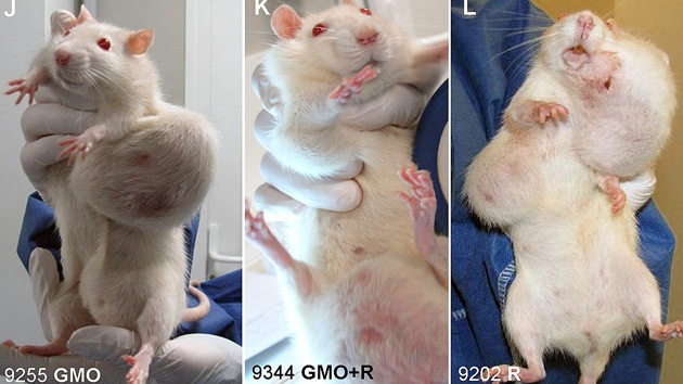 Foto: ¿Es el maíz de Monsanto la causa de terribles tumores en ratones?