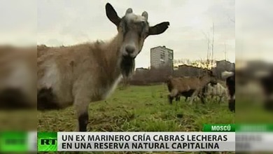 Leche de cabra: amarga para el gobierno de Moscú