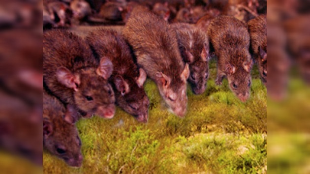 China invadida por ratas y ratones