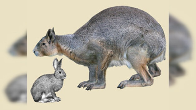 En Menorca encuentran los restos de un conejo gigante
