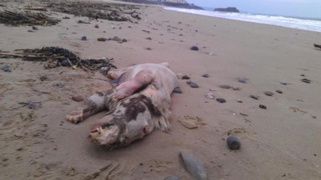 Hallado el cadáver de una extraña criatura en las costas de EE.UU