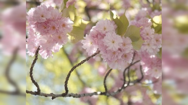 Festival del Cerezo en Flor se celebra en Washington