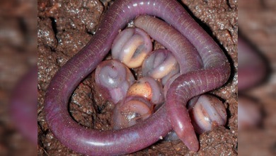 Descubren una nueva especie de anfibios en la India