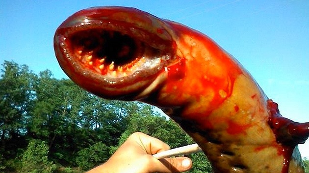 Las fotos de un pez 'monstruo' cubierto de sangre triunfan en la red