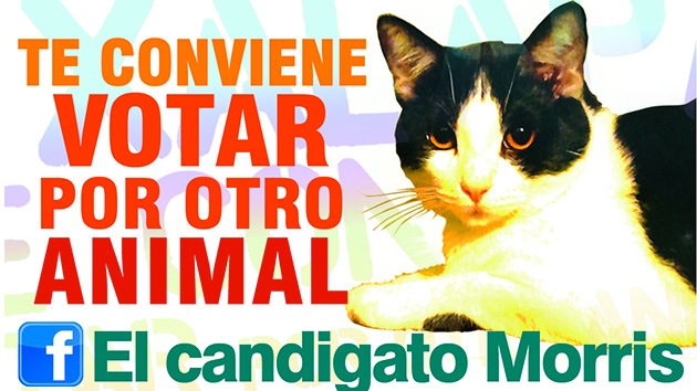 "¿Harto de votar a ratas? Vote a un gato: mejor votar por otro animal"