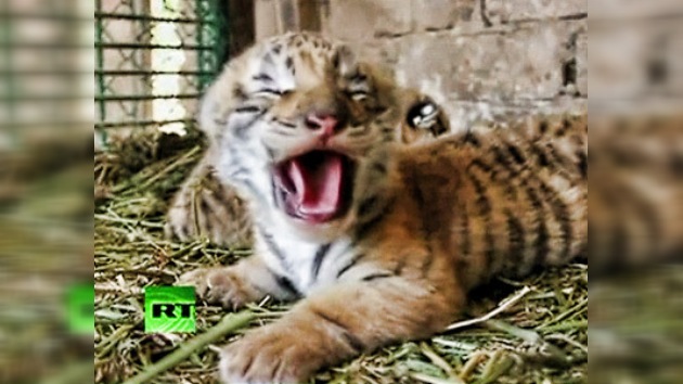 Tres tigres trillizos: una singular camada mestiza nace en un zoo de México